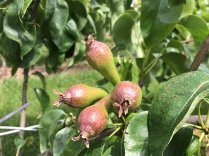 peren