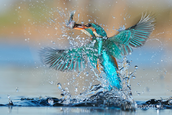 ijsvogel jacht