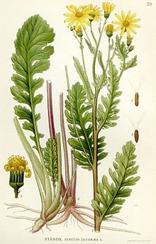 jacobskruiskruid